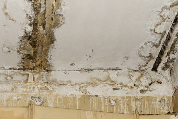 Best Crawl Space Mold Remediation  in Mount Pleasant, MI